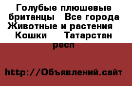 Голубые плюшевые британцы - Все города Животные и растения » Кошки   . Татарстан респ.